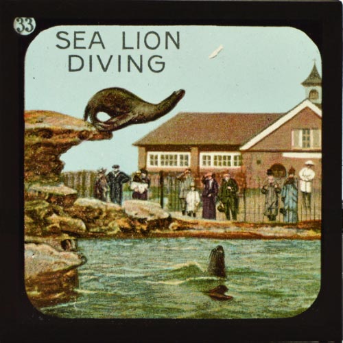 The Sea-Lion