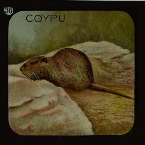 The Coypu