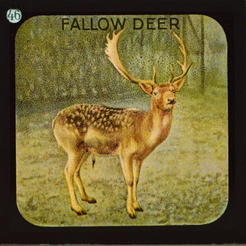 The Fallow Deer