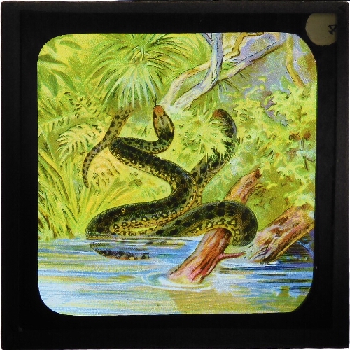 Anaconda or Water Boa