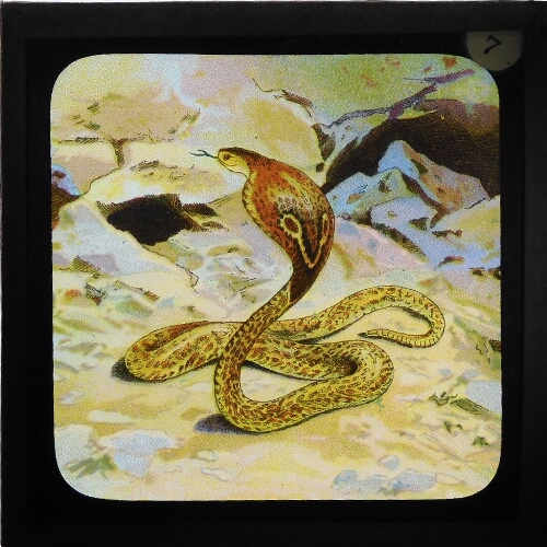 Cobra de capello (Indian Hooded Snake)