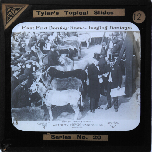 East End Donkey Show -- Judging Donkeys