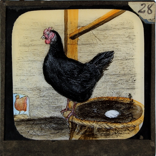 A black hen lays a white egg