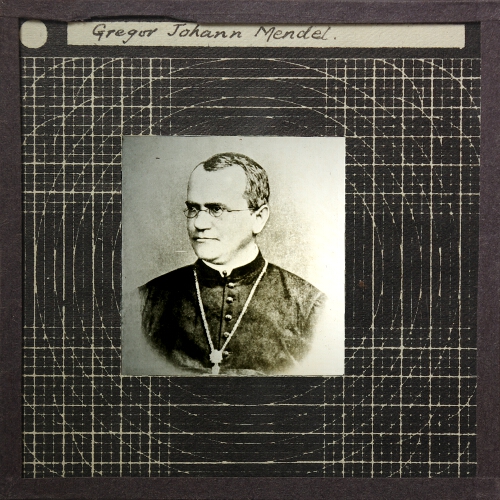 Gregor Johann Mandel