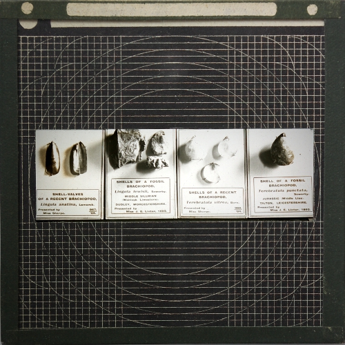 Shells -- museum display