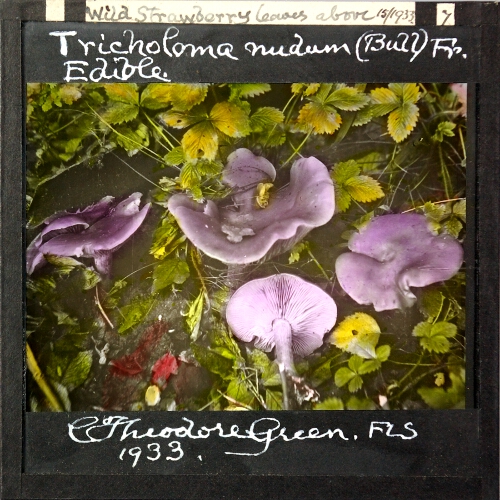 Tricholoma nudum