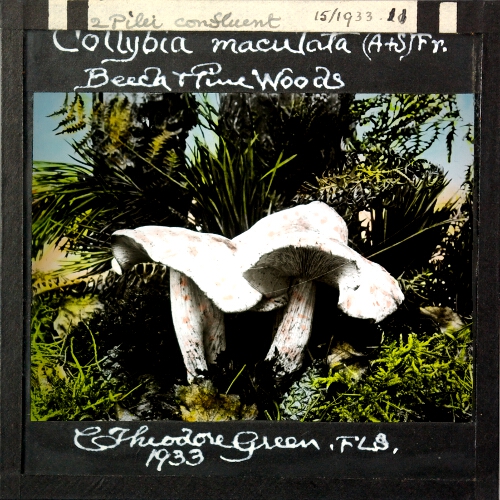 Collybia maculata