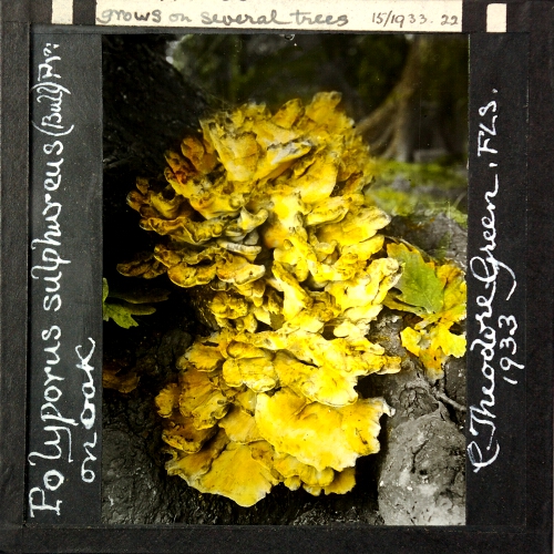 Polyporus sulphureus