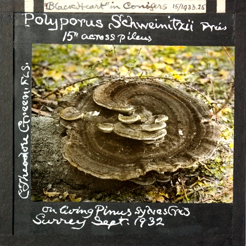 Polyporus Schweinitzii