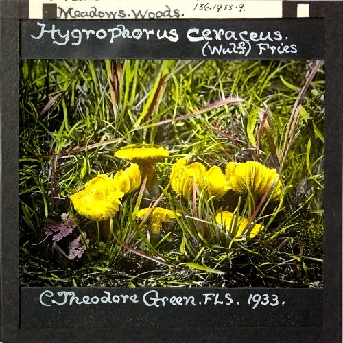 Hygrophorus ceraceus