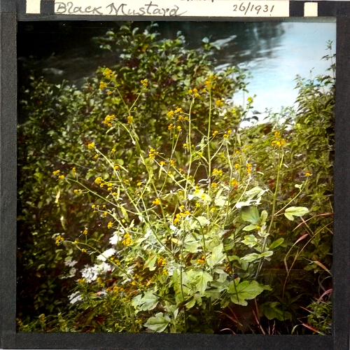 Brassica nigra -- Black mustard