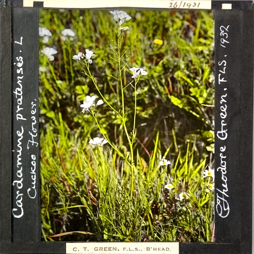 Cardamine pratensis -- Cuckoo flower