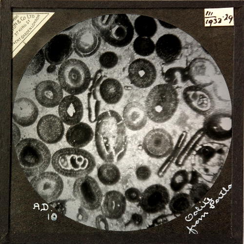 Oolitic Limestone from Portland, showing the radial and concentric structure of the grains, and the bits of shells, sandgrains, or foraminifera on which they are built