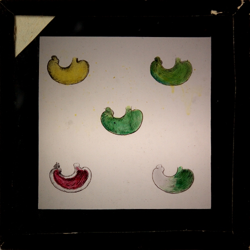 Five drawings of stomach