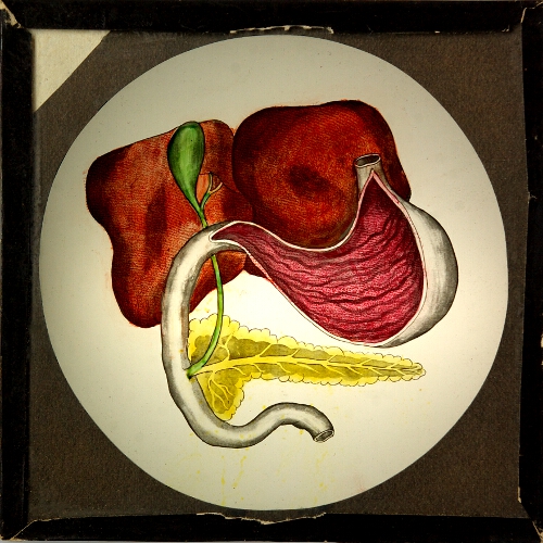 Stomach and related organs