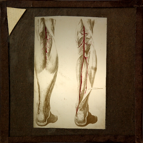 Blood vessels in lower leg