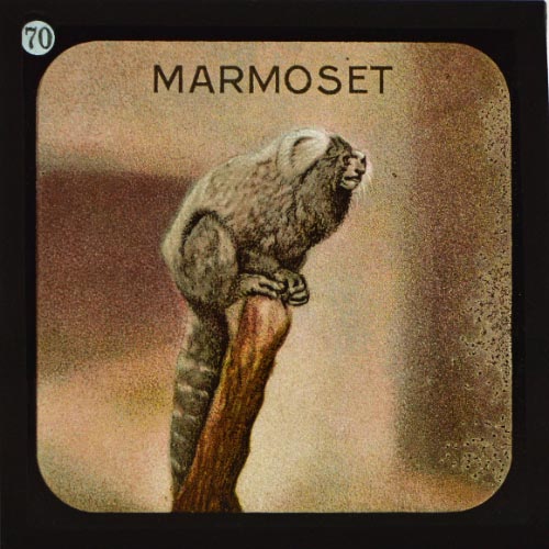 The Marmoset