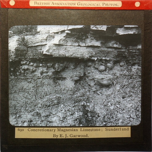 Concretionary Magnesian Limestone; Sunderland