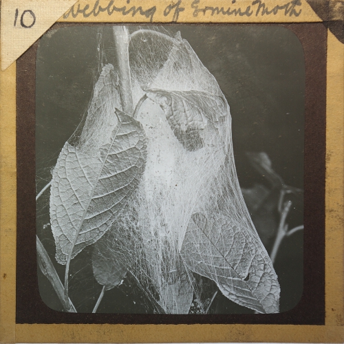Webbing of Ermine Moth