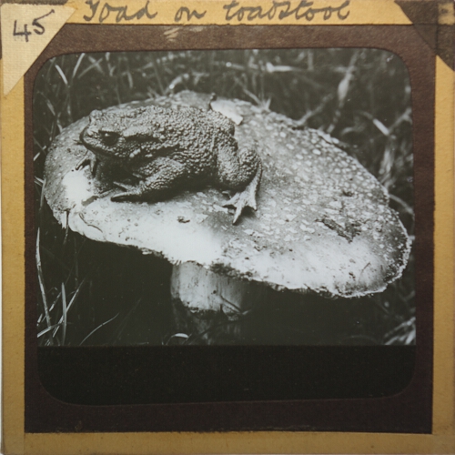 Toad on toadstool