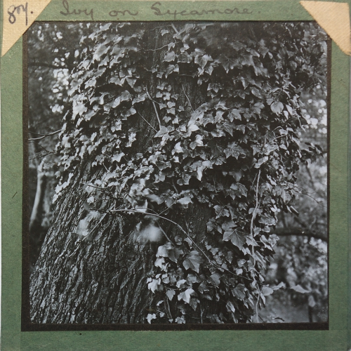Ivy on Sycamore