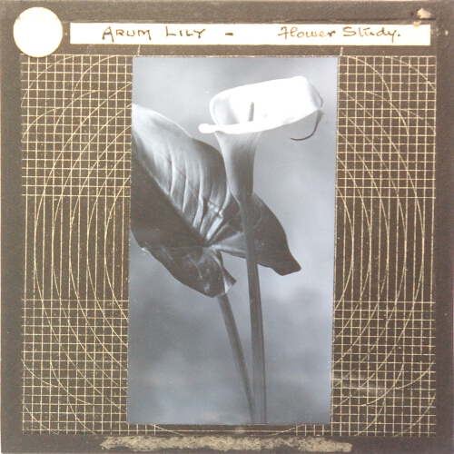 Arum Lily -- Flower Study
