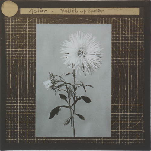 Aster -- Veitch of Exeter