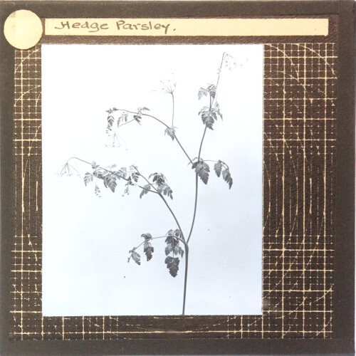 Hedge Parsley