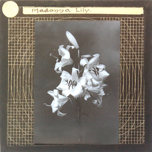 Madonna Lily