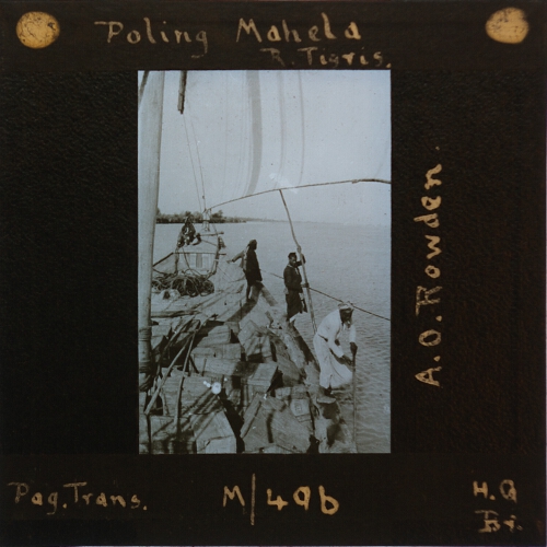 Poling Mahela, R. Tigris