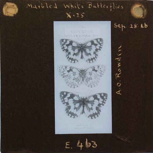 Marbled White Butterflies x .25