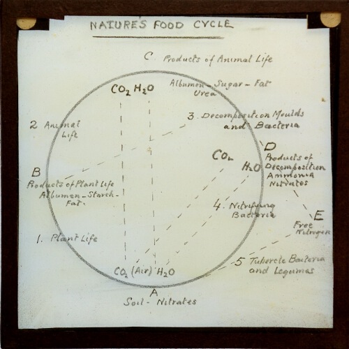 Nature's Food Cycle