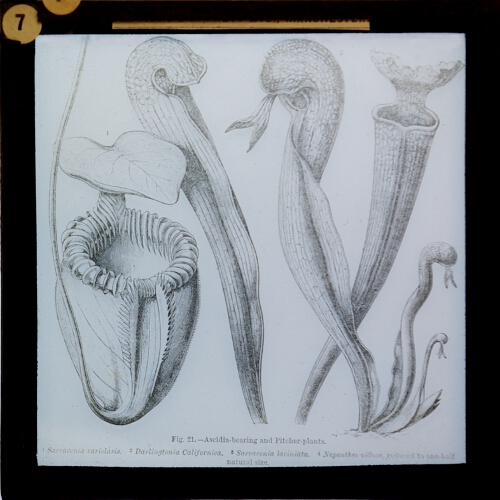 Ascidia-bearing and Pitcher-plants