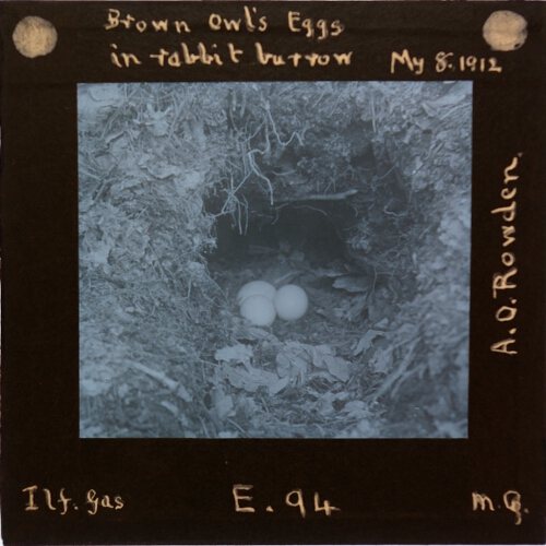 Brown Owl's Eggs in rabbit burrow