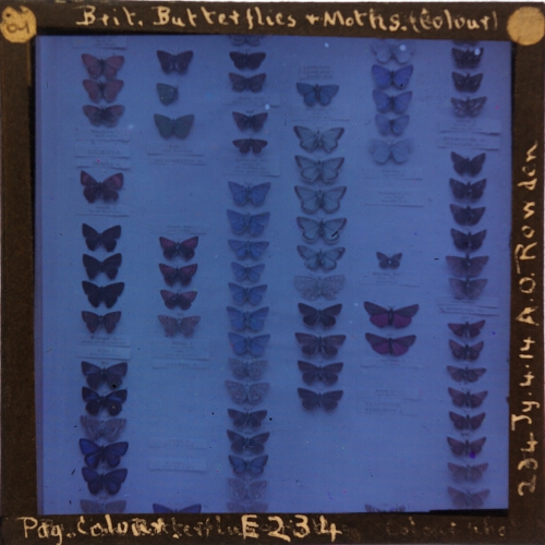 British Butterflies and Moths (Colour)