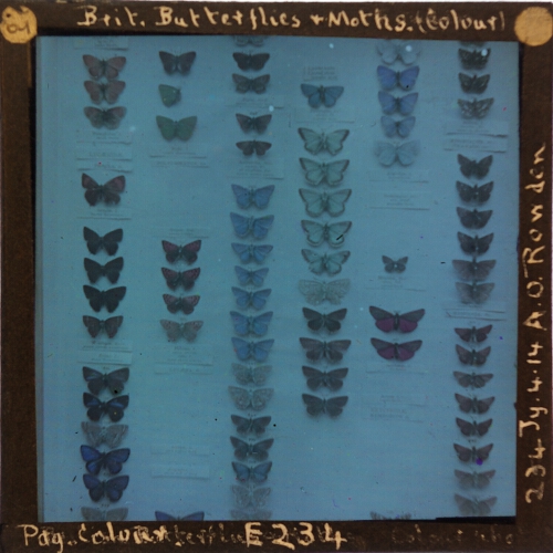 British Butterflies and Moths (Colour) – secondary view of slide