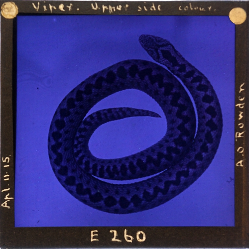 Viper Upper side colour