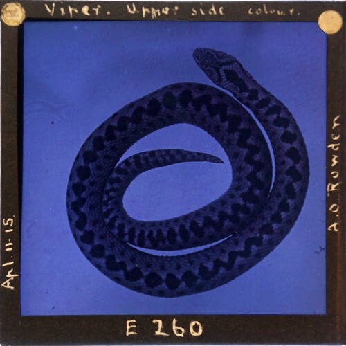 Viper Upper side colour– alternative version