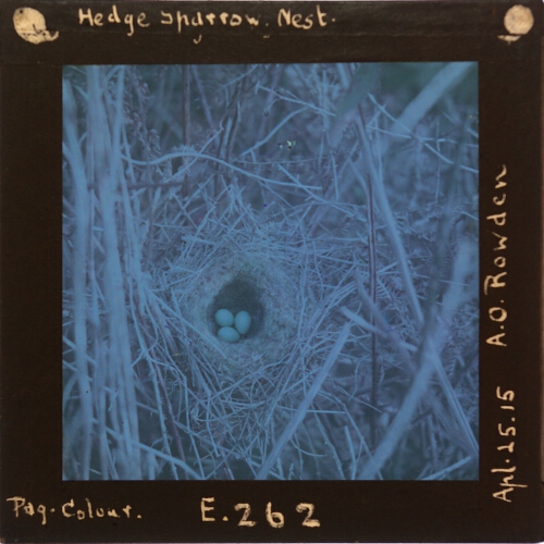 Hedge Sparrow Nest – secondary view of slide