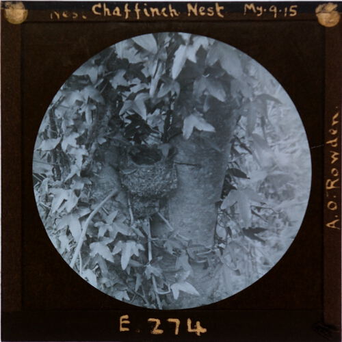 Chaffinch Nest