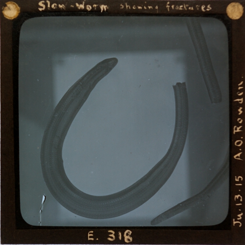 Slow-Worm showing fractures