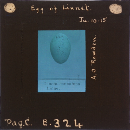 Egg of Linnet – secondary view of slide