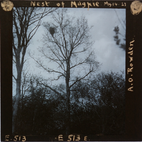 Nest of Magpie