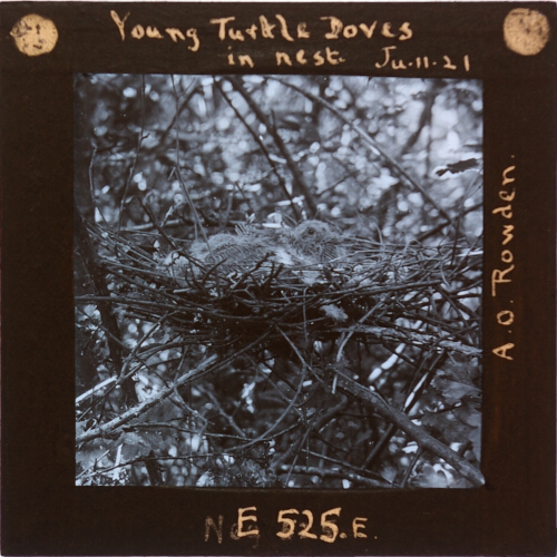 Young Turtle Doves in nest