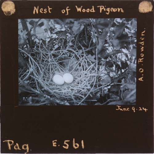 Nest of Wood Pigeon