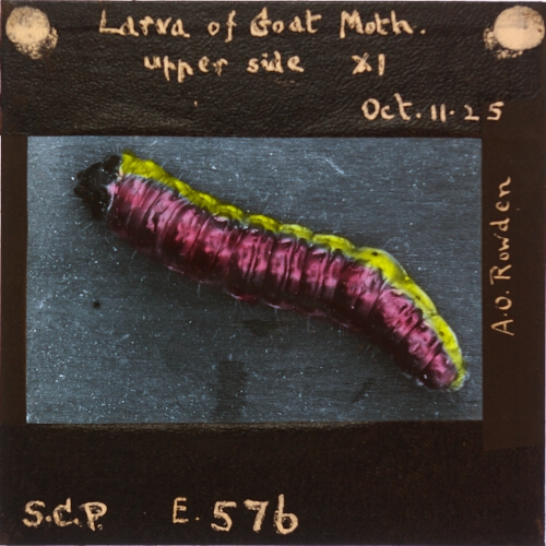 Larva of Goat Moth, upper side x1
