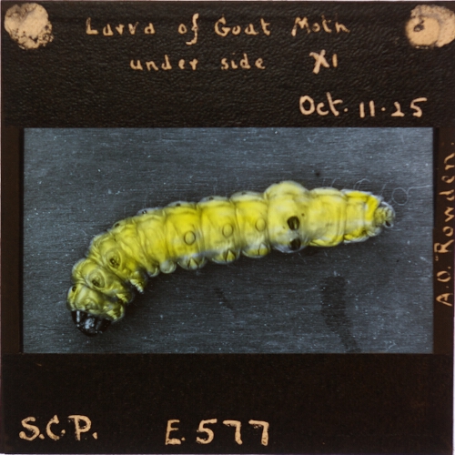 Larva of Goat Moth, under side
