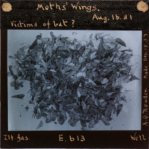 Moth's Wings -- Victims of bat?