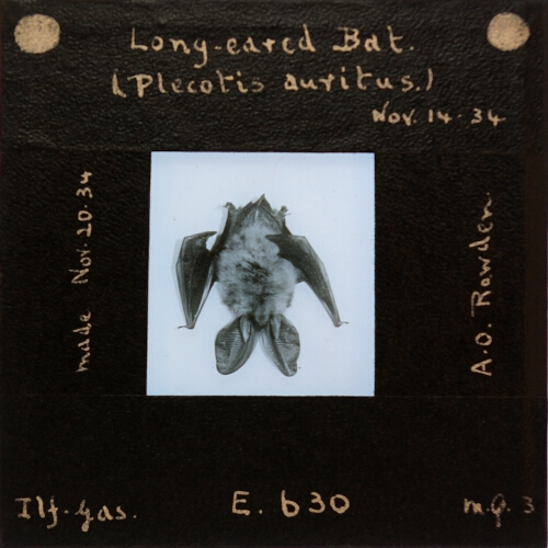 Long-eared Bat (Plecotis auritus)