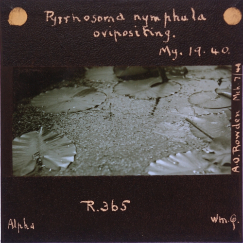 Pyrrhosoma nymphula ovipositing